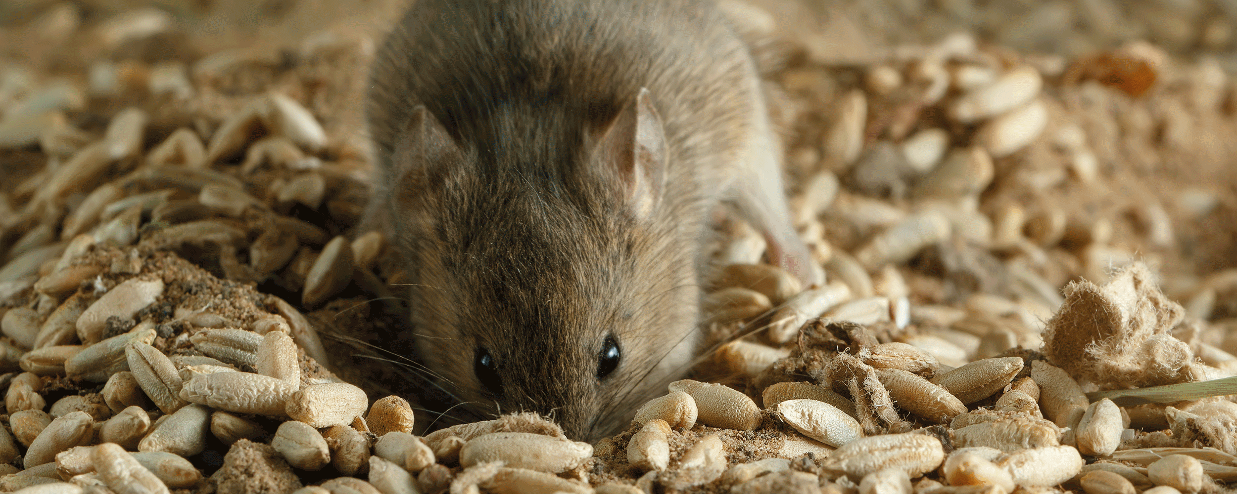 Råtta äter spannmål