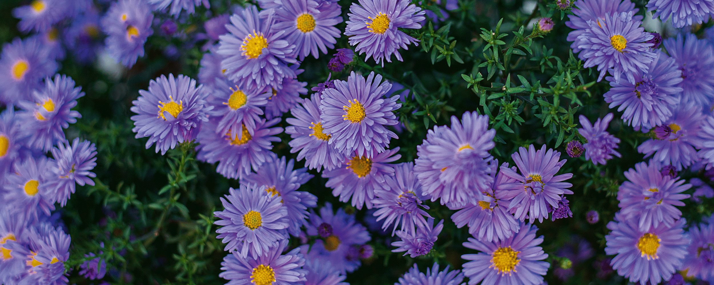 Blommor