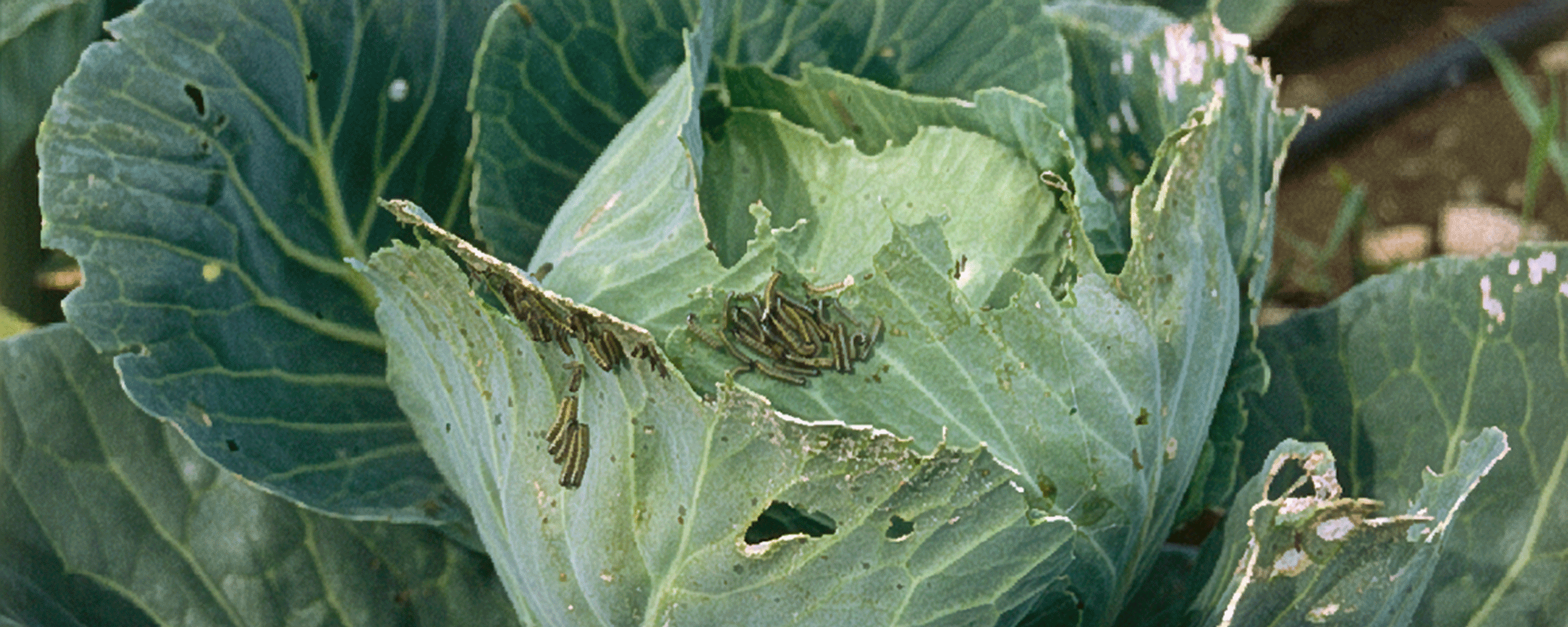 Salladshuvud angripet av larver