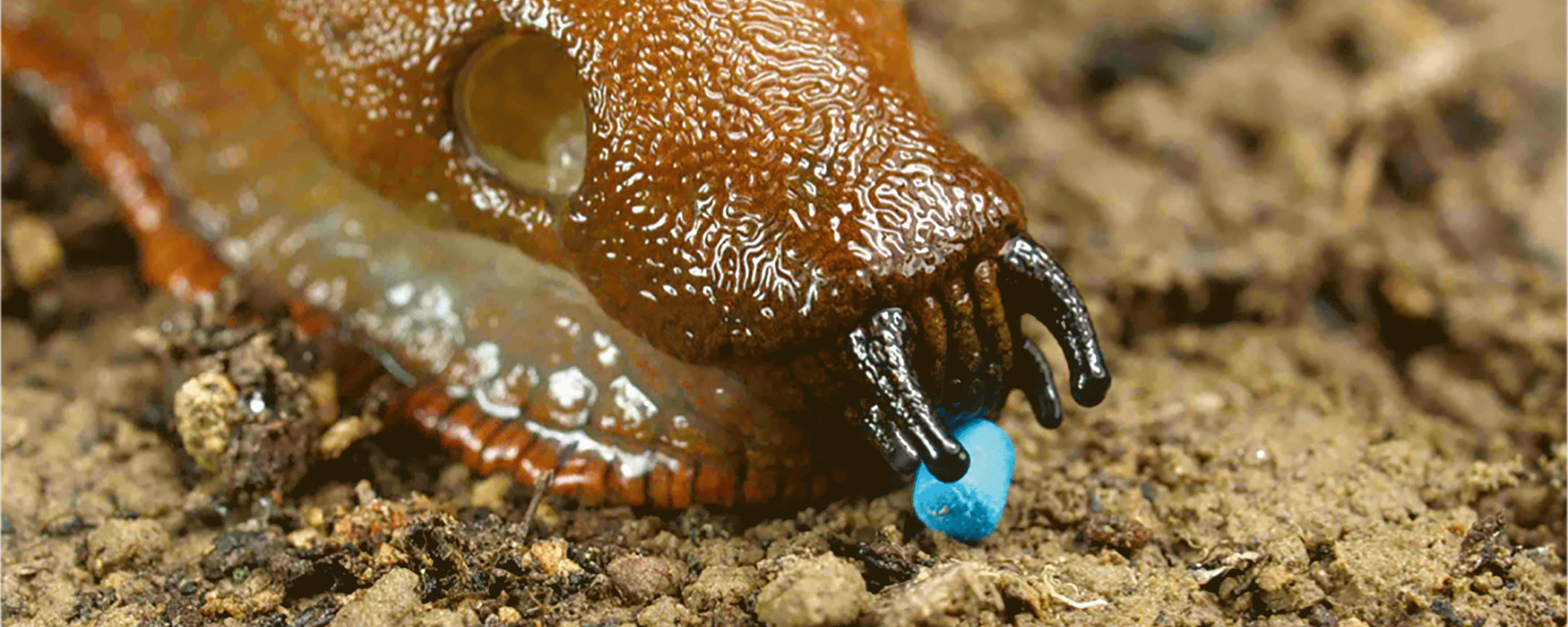 Snigel som äter Sluxx HP