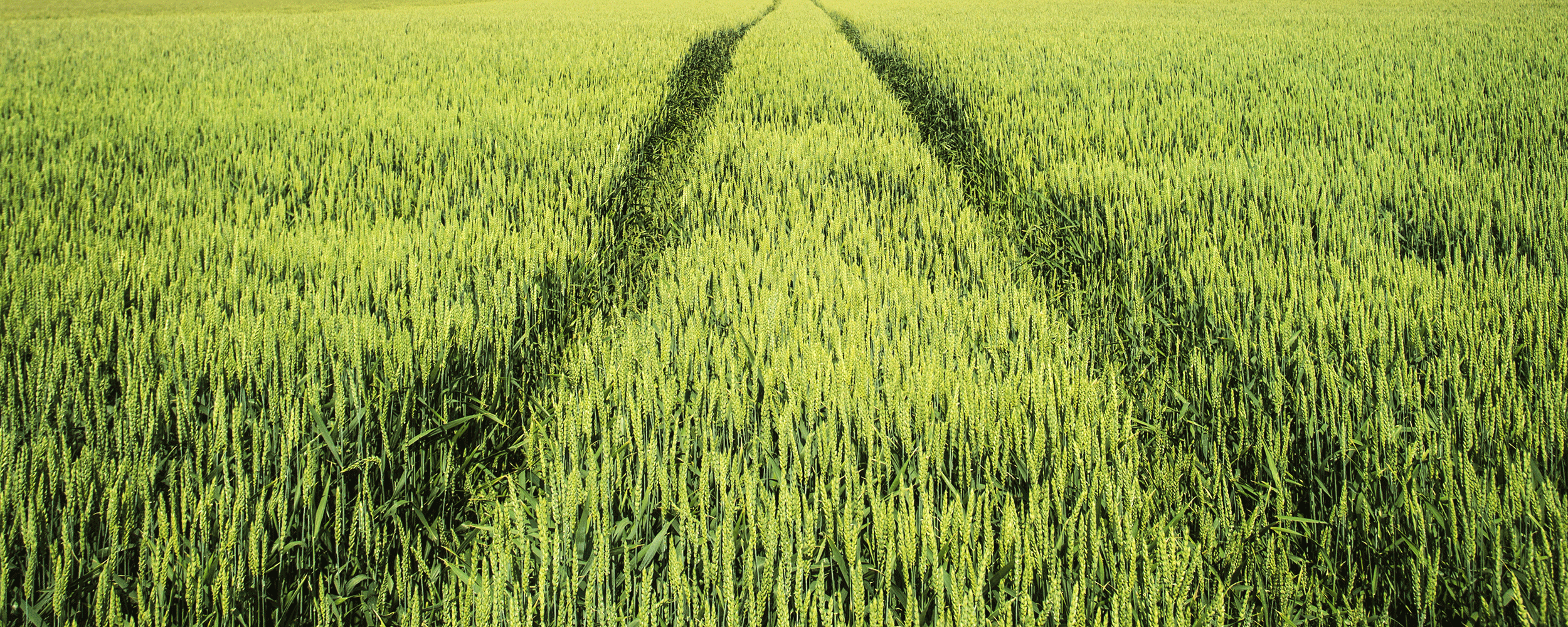 Spannmålsfält med sprutspår