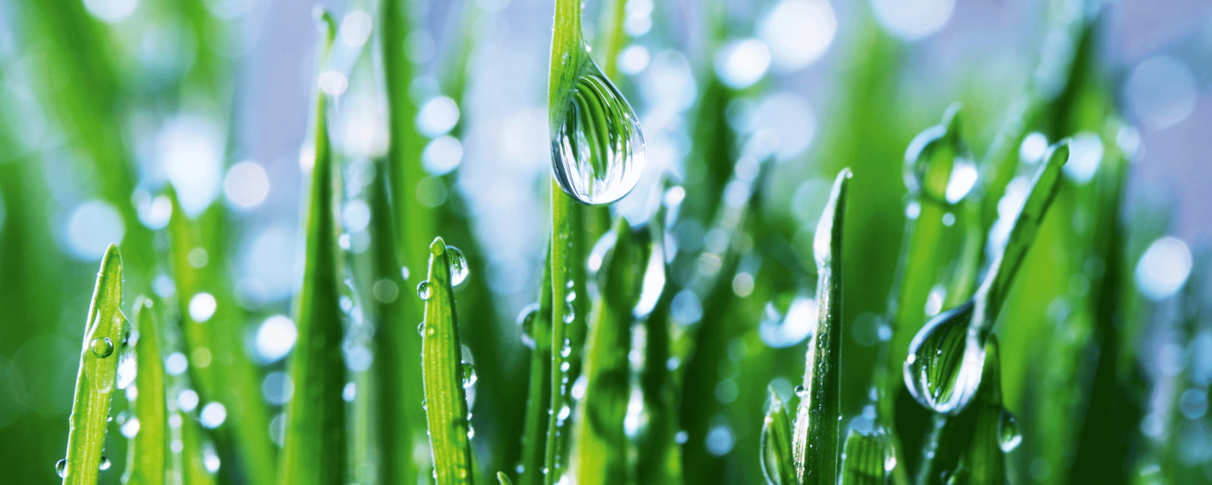 Tidig spannmål med droppar på blad