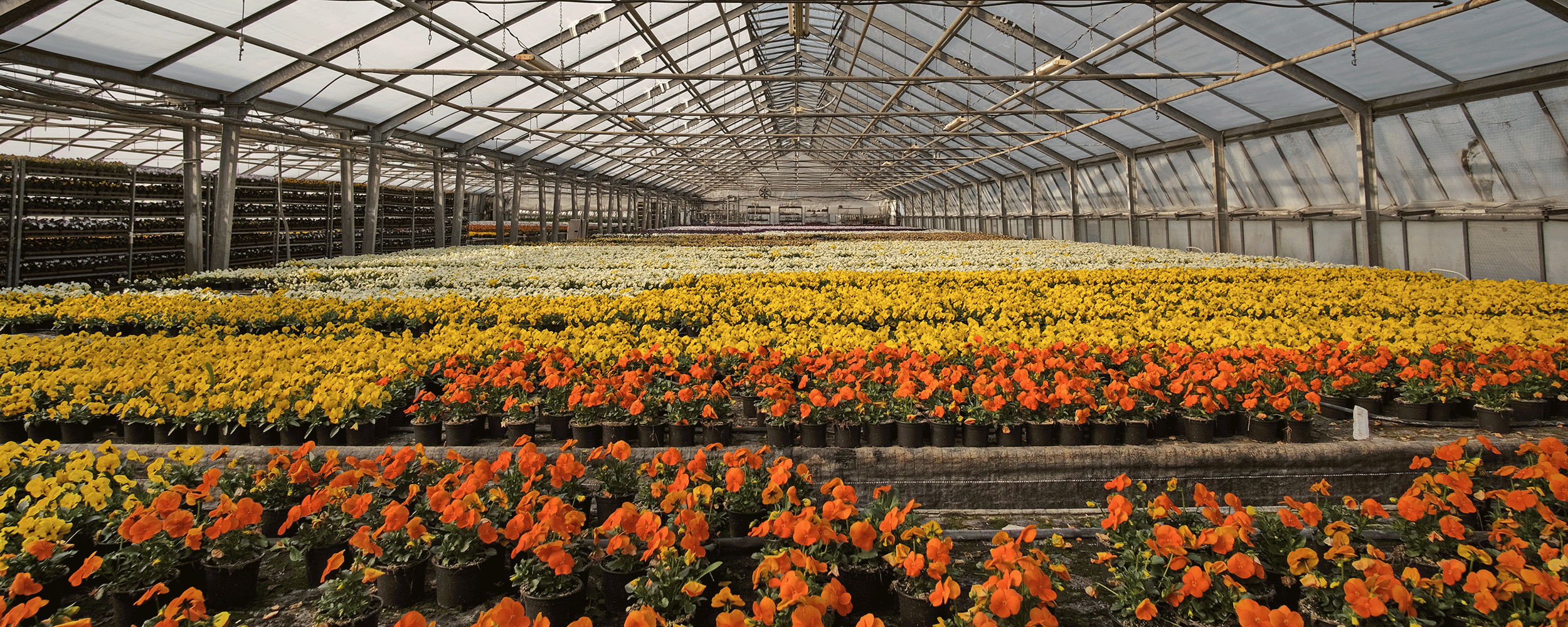 Växthus med prydnadsväxter